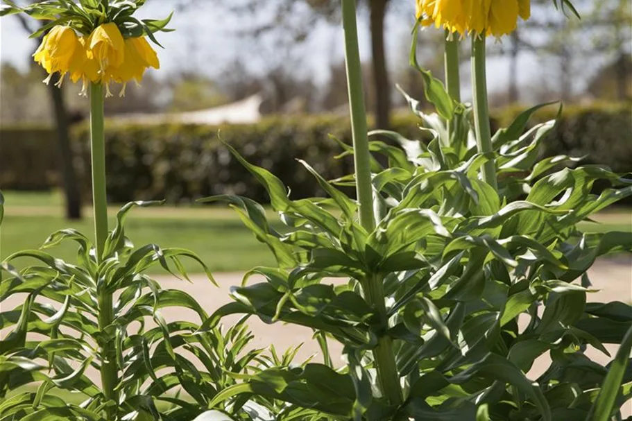 Garten-Kaiserkrone 'Maxima Lutea' 14 cm