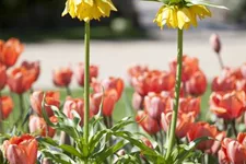 Garten-Kaiserkrone 'Maxima Lutea' 14 cm
