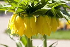 Garten-Kaiserkrone 'Maxima Lutea' 14 cm