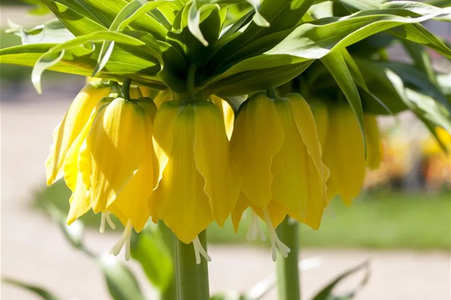Garten-Kaiserkrone 'Maxima Lutea' 14 cm