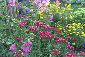 Stauden (2.900) winterhart Stauden (2.900) winterhart