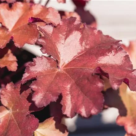 Purpurglöckchen Little Cuties 'Blondie'