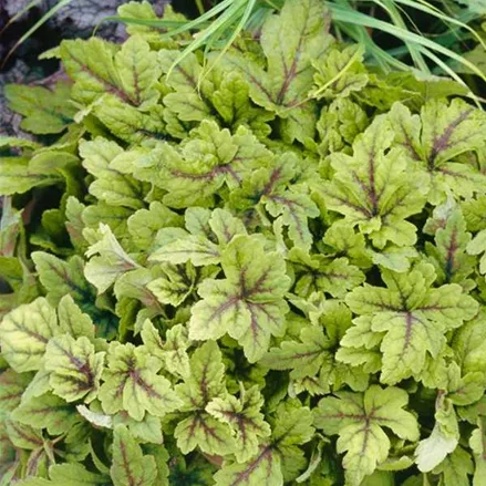 Schaumblüte 'Sunset Ridge'