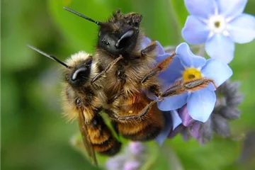Bienenpflanzen Bienenpflanzen
