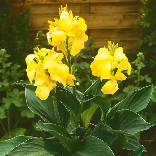 Blumenrohr Cannova 'Yellow' online kaufen bei Olerum
