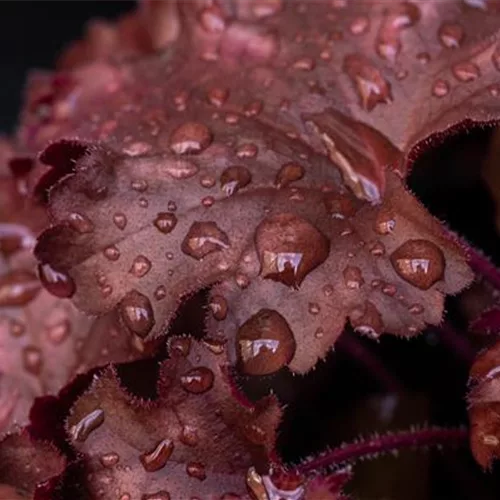 Purpurglöckchen 'Chateau Rouge'