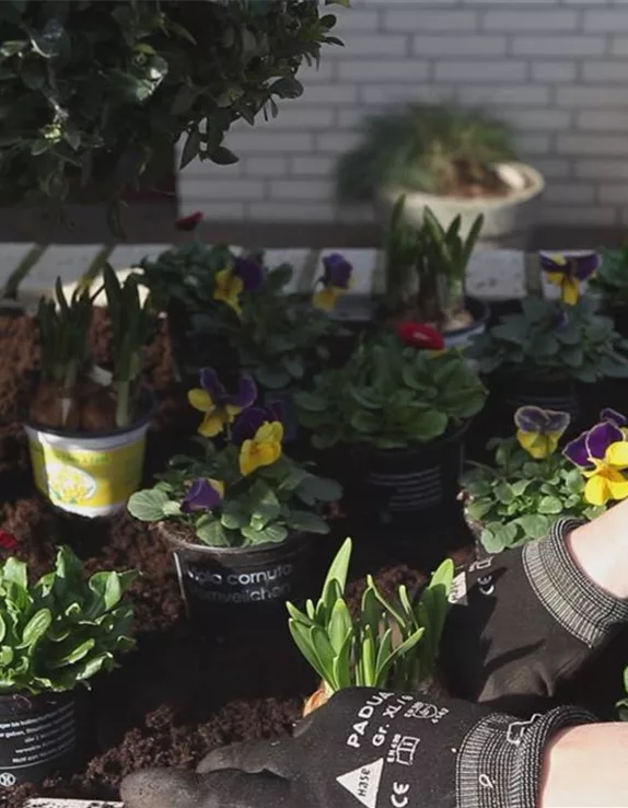 Blumenbeet und Blumenkasten - Frühlingshaft bepflanzen