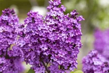 Edelflieder 'Katharine Havemeyer' 3,5 Liter Topf