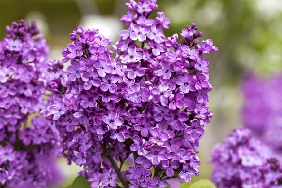 Edelflieder 'Katharine Havemeyer' 3,5 Liter Topf