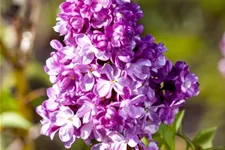 Edelflieder 'Prince Wolkonsky' 3,5 Liter Topf
