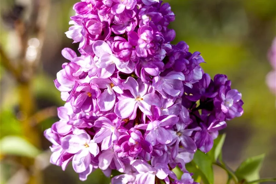 Edelflieder 'Prince Wolkonsky' 3,5 Liter Topf