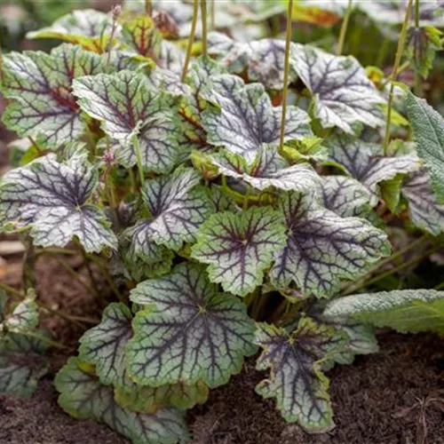 Purpurglöckchen 'Green Spice'