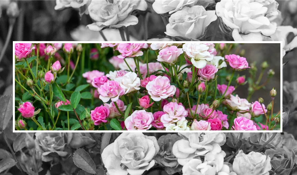 Blühende Bodendeckerrosen zur Bepflanzung größerer Gartenflächen