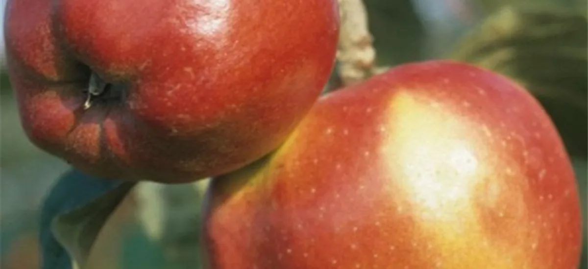 Apfelbaum 'Danziger KantApfelbaum' Busch, Topfgröße 10 Liter, Unterlage M26