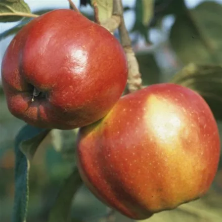 Apfelbaum 'Danziger KantApfelbaum'