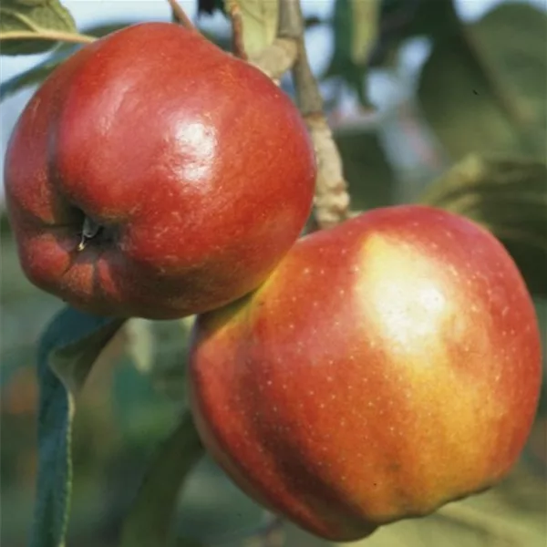 Apfelbaum 'Danziger KantApfelbaum'