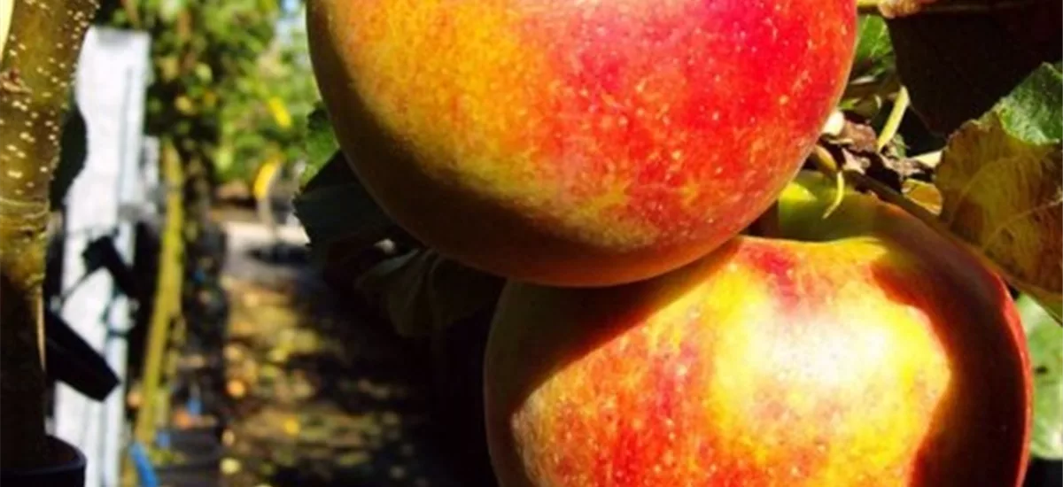 ZwergApfelbaum 'Delgrina'® Topfgröße 7,5 Liter, Stammhöhe 50cm, Unterlage MM111