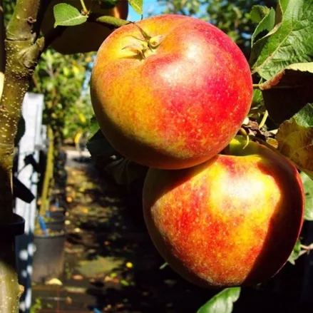 ZwergApfelbaum 'Delgrina'®