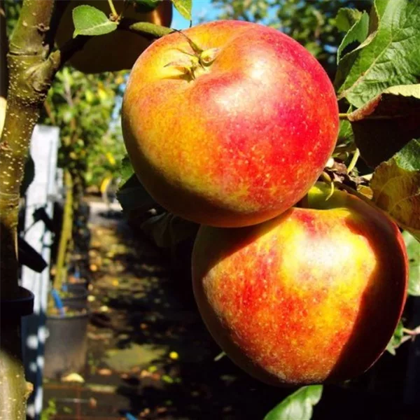 ZwergApfelbaum 'Delgrina'®