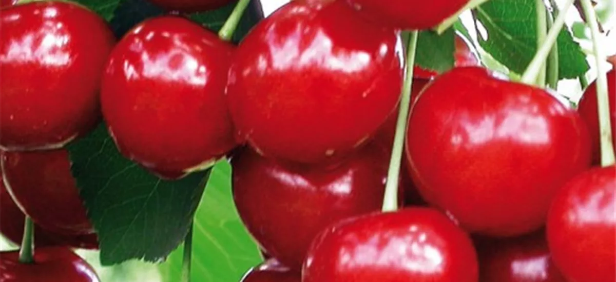 Sauerkirsche 'Achat'(s) Busch, Topfgröße 3,5 Liter, wurzelecht