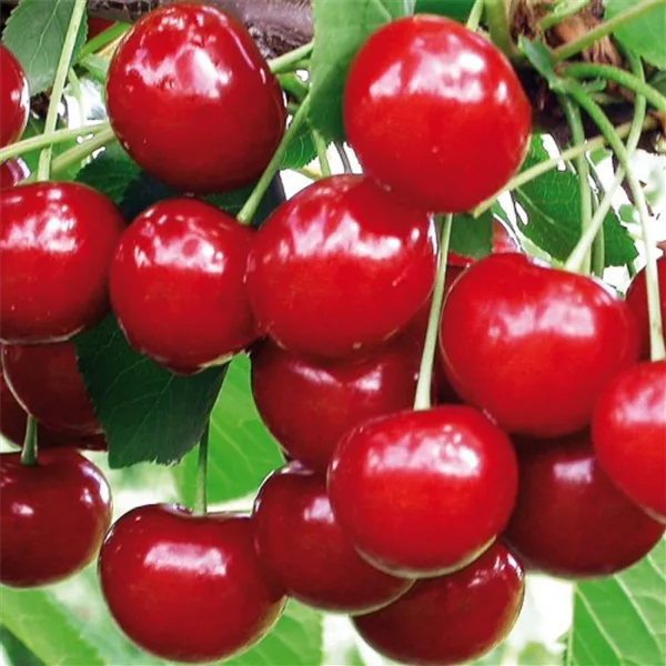 Sauerkirsche 'Achat'(s)