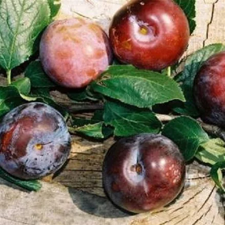 Pflaume 'Ruth Gerstetter'