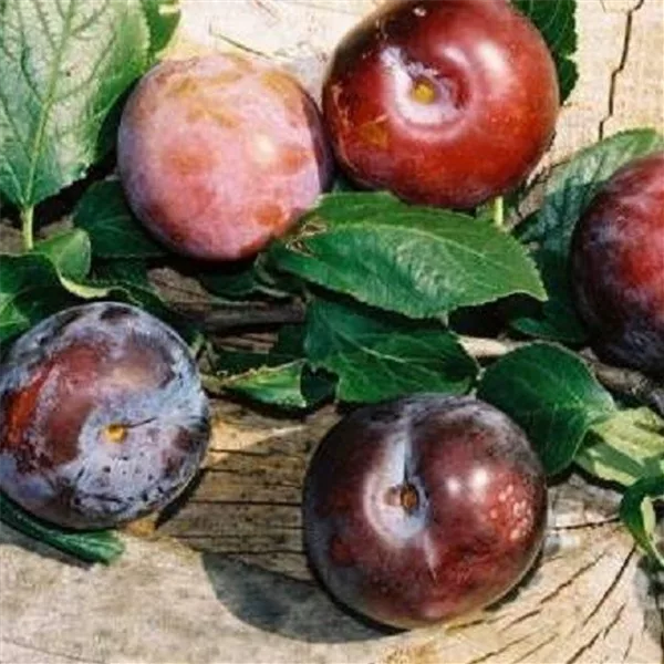 Pflaume 'Ruth Gerstetter'