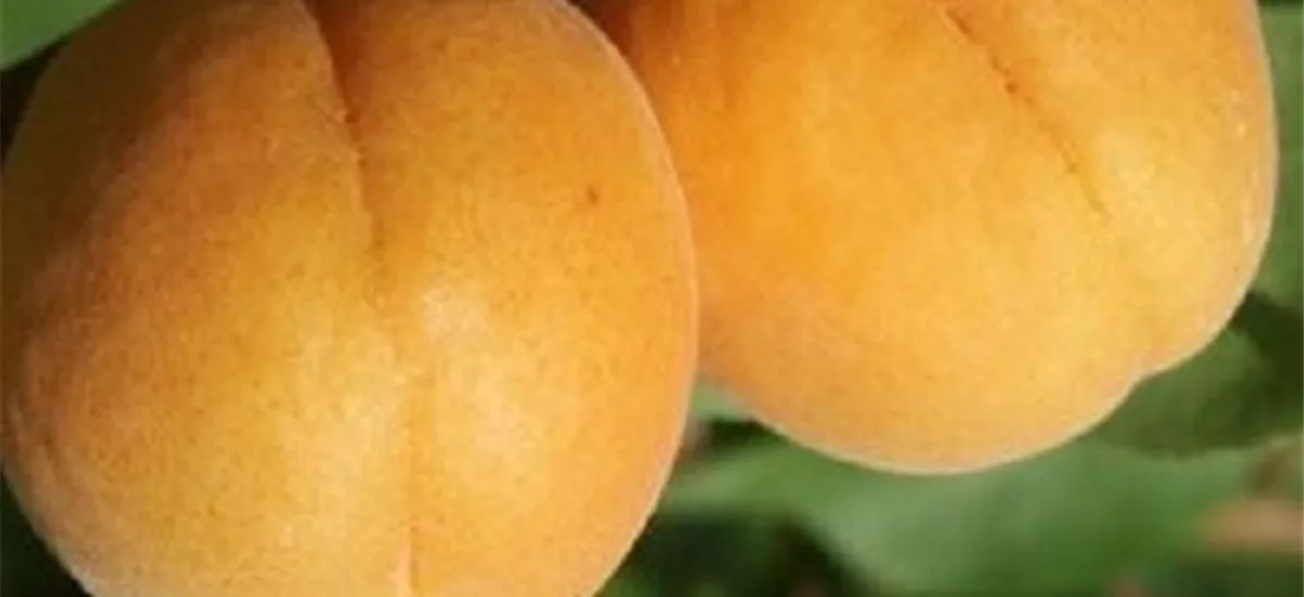 Aprikose 'Orangenaprikose Bhart' Busch, Topfgröße 10 Liter, Unterlage Myrobalane