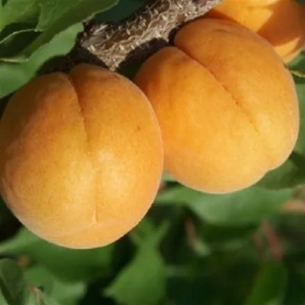 Aprikose 'Orangenaprikose Bhart'