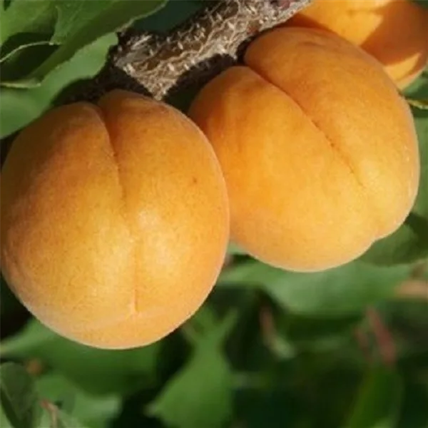 Aprikose 'Orangenaprikose Bhart'