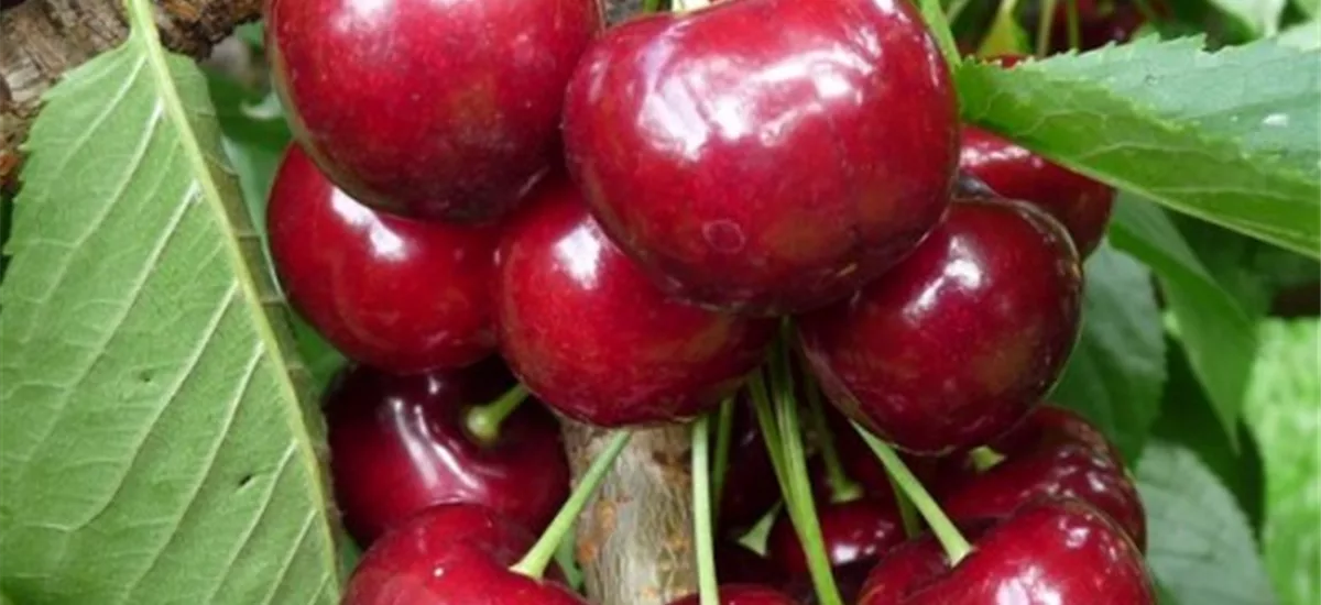 Süßkirsche 'Stella Compact' Busch, Topfgröße 10 Liter, Unterlage Gisela 5