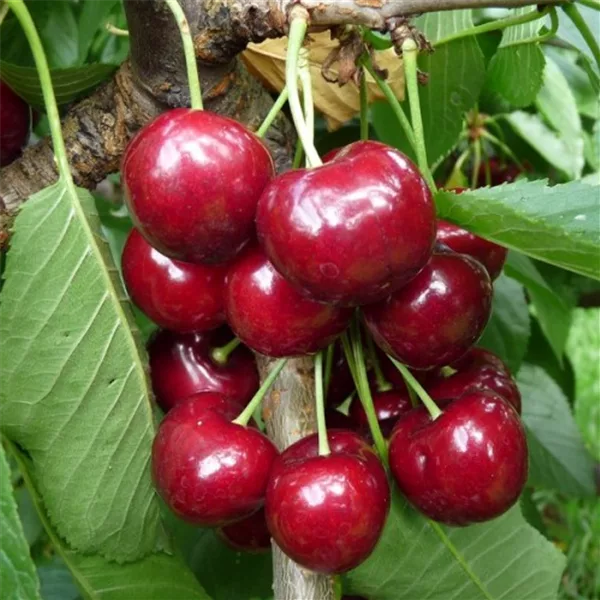 Süßkirsche 'Stella Compact'