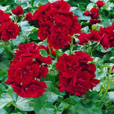 Geranie stehend 'Bernd', dunkelrote Blüte