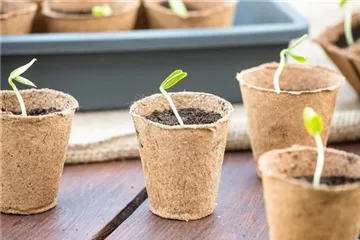 Aussaat im Winter: Kaltkeimer, Fensterbank oder Gewächshaus? Aussaat im Winter: Kaltkeimer, Fensterbank oder Gewächshaus?