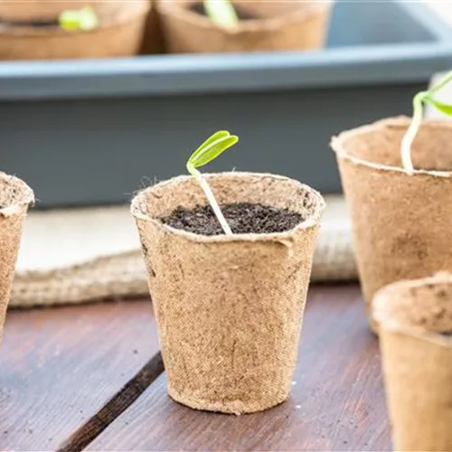 Aussaat im Winter: Kaltkeimer, Fensterbank oder Gewächshaus?