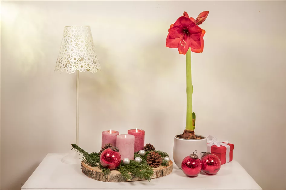 Alle Jahre wieder–Weihnachtspflanzen für Zuhause