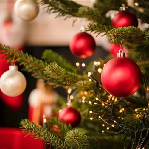 Kampf dem Nadeln beim Weihanchtsbaum