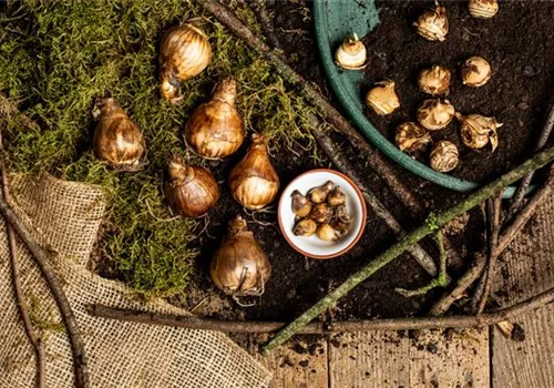 Bunte Blütenmeere mit Frühblühern