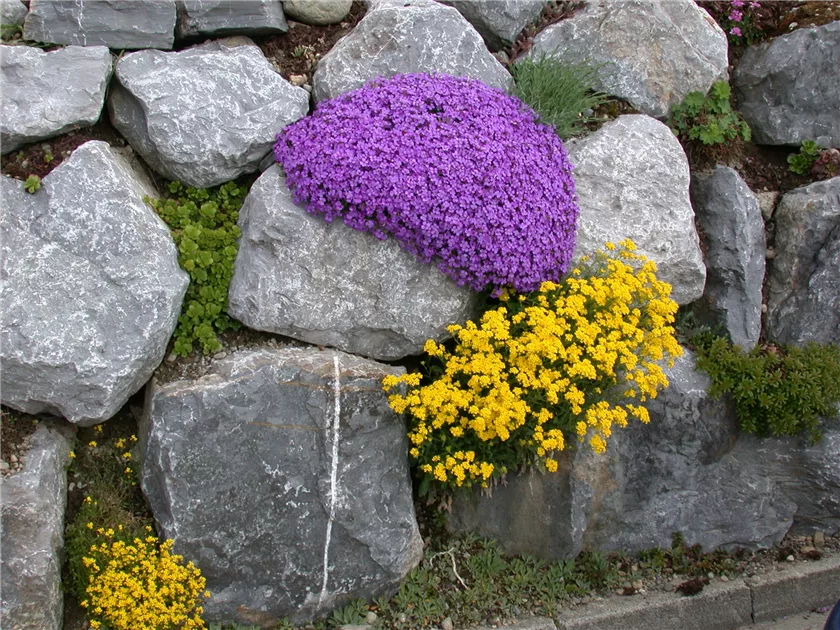 Steingarten  triste Wstenlandschaft nun Blickfang | Olerum