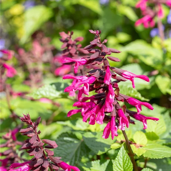 Ziersalbei ROCKIN 'Fuchsia'