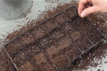 Petersilie (Petroselinum) - Aussäen von Samen Petersilie (Petroselinum) - Aussäen von Samen