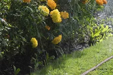 Gardena Schlauch-Regner, braun, Länge 15 m 705120