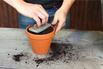 Pfefferminze - Aussäen von Samen Pfefferminze - Aussäen von Samen