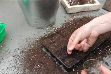 Bohnenkraut - Aussäen von Samen Bohnenkraut - Aussäen von Samen