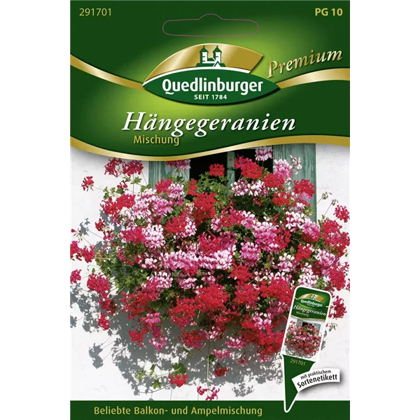 Hängegeranien Einpflanzen in ein Gefäß Olerum