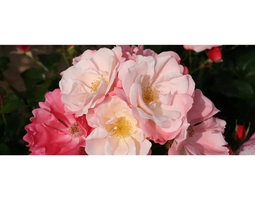 Kordes Rose 'Roseromantic' mit gefüllten Rosenblüten