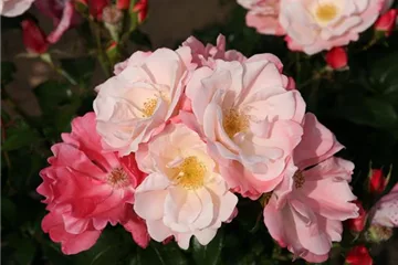 Rosen vom Züchter Kordes Rosen vom Züchter Kordes