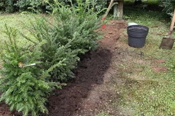 Eine Hecke pflanzen Eine Hecke pflanzen