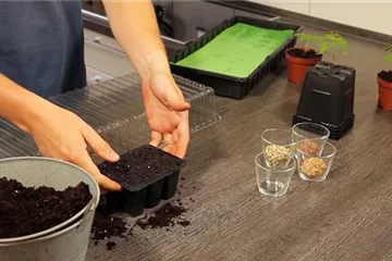 Basilikum - Aussäen von Samen Basilikum - Aussäen von Samen