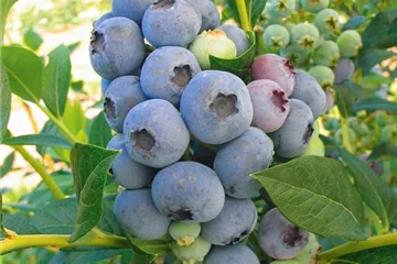 Obstbäume / Obststräucher Obstbäume / Obststräucher